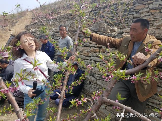 桃树适量留花留果才能多结优质大果，桃树如何疏花疏果才合理？13