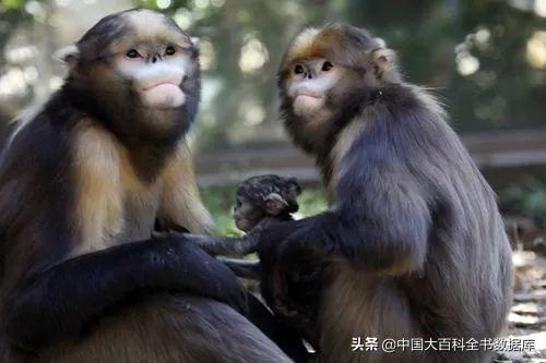 金丝猴有几种（中国有几种金丝猴分别是什么）