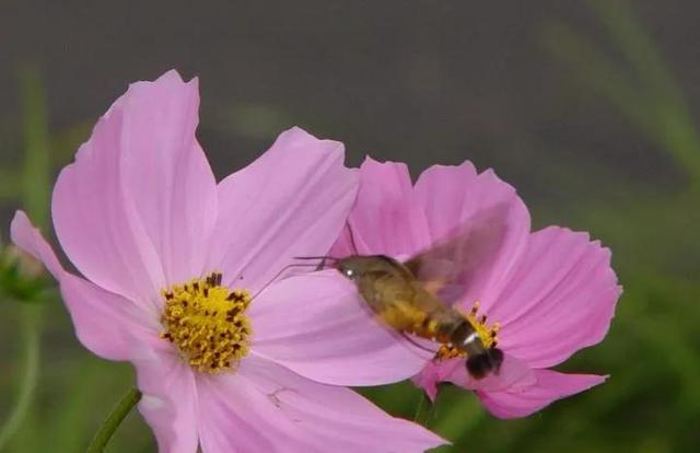 回顾春天百花争艳、招蜂引蝶图片大赏