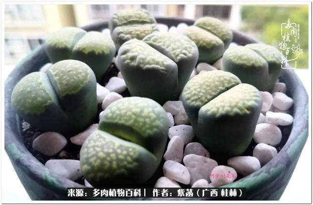 郑州新型泥土洗砂机