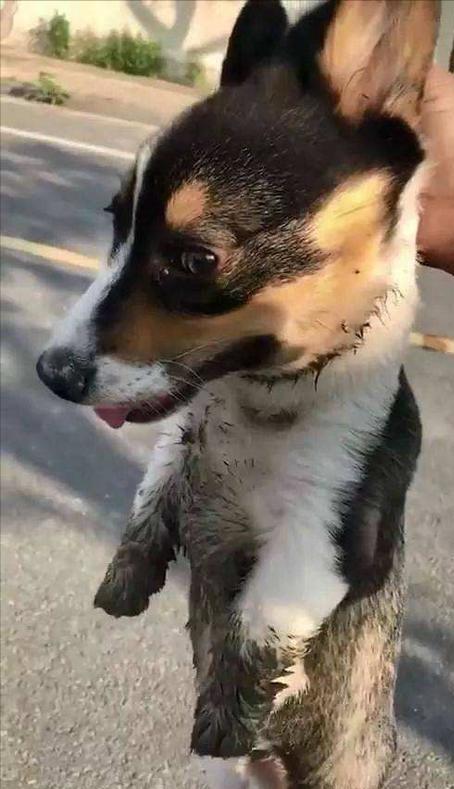 狗狗突然缩脖子叫是怎么回事(狗狗脖子突然缩起来)-艾拉养犬