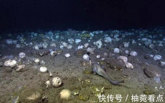 3300米的海底有多可怕？在这里，海绵化身顶级肉食生物