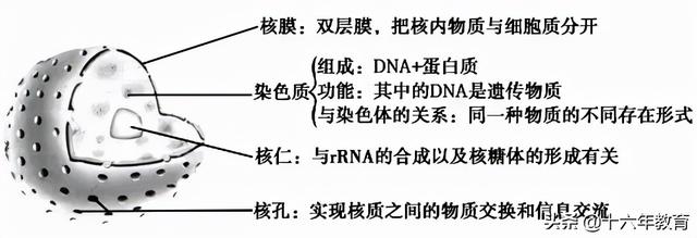 萨顿假说