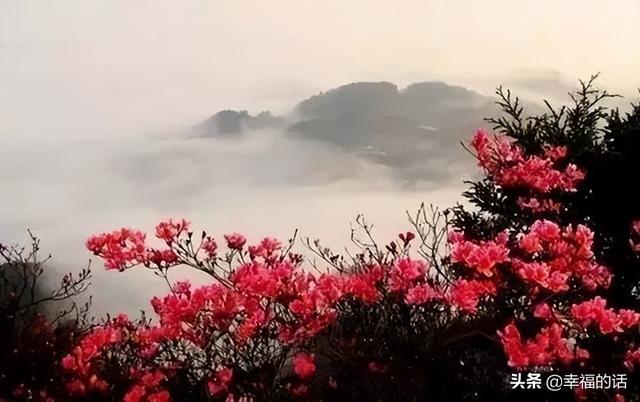映山红开了，太漂亮了