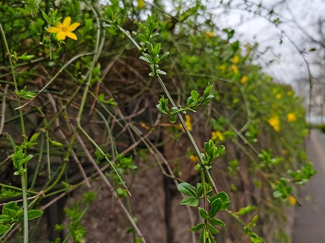 迎春花