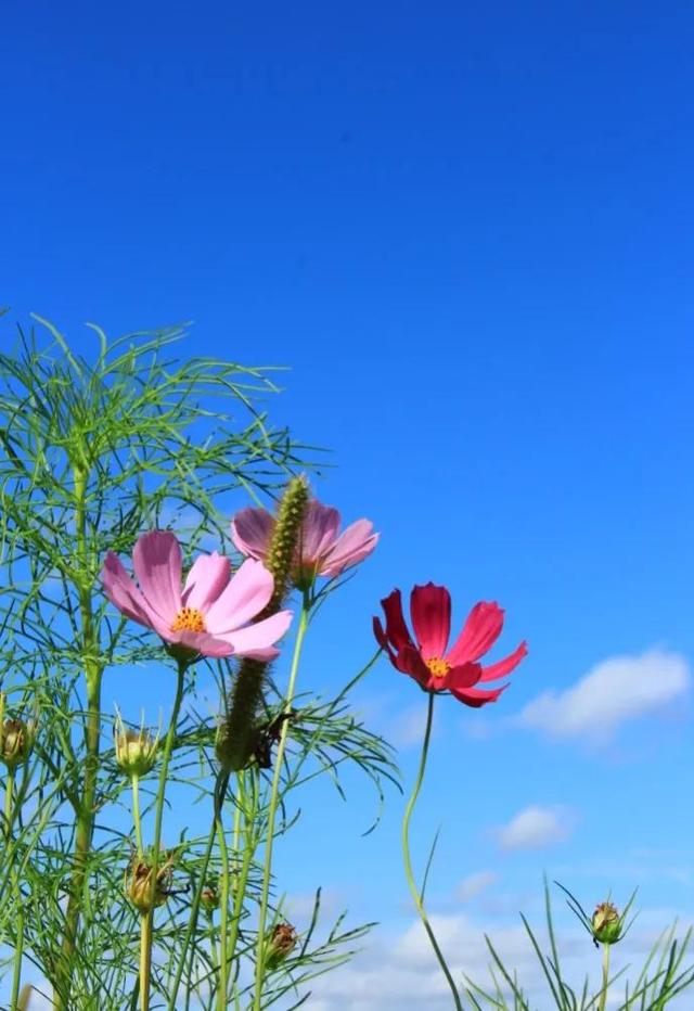 鲜花争艳，美景如画，令人心旷神怡