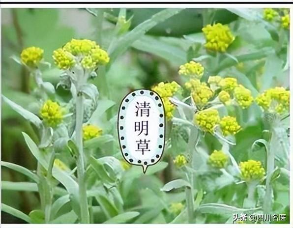 清明养生重“养肝”！把握好3个关键，整个夏天不生病