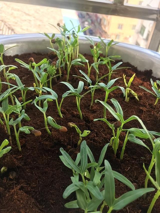 空心菜种植 空心菜种植（空心菜种植技术） 生活
