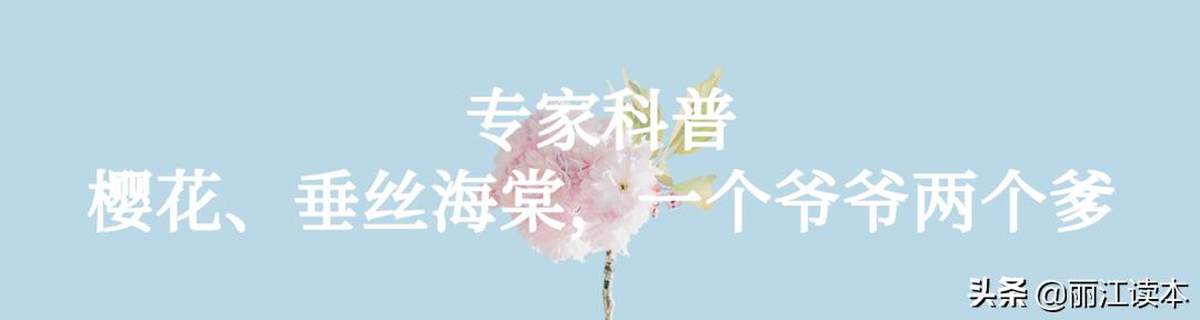 一个爷爷两个爹！丽江人，别再傻傻分不清樱花和海棠了