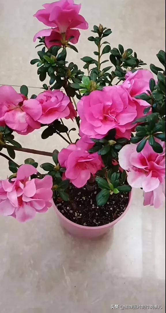 岁月，就是一场花开，花开时鲜艳夺目，芬芳浓郁，蝴蝶也随之而来