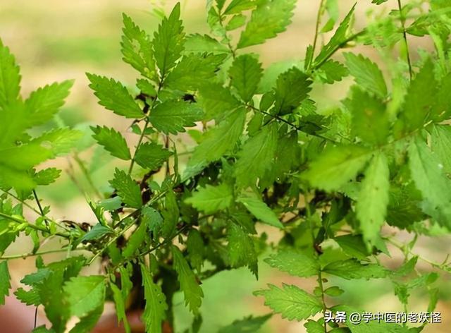 中草药仙鹤草