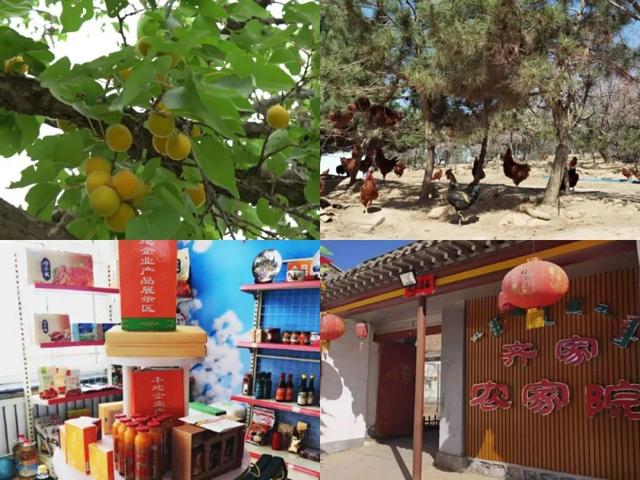 案例 | 發展特色産業 助力鄉村振興：內蒙古台格鬥村杏福花開