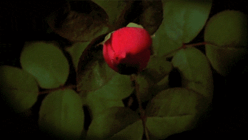 漂亮的花朵
