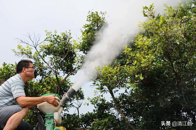 除草剂灭大树好轻松：效果虽好但也要用对方法4