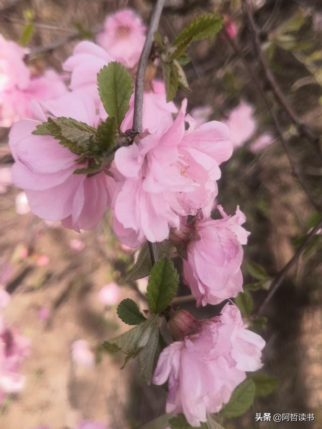 春深景更浓，人间重晚情，繁华依旧笑东风
