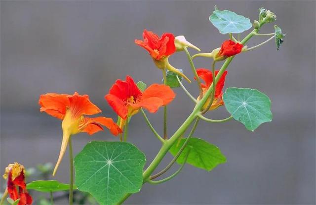 视觉盛宴！艳丽多姿的百花图分享
