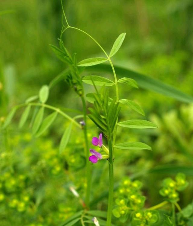 野菜有哪些