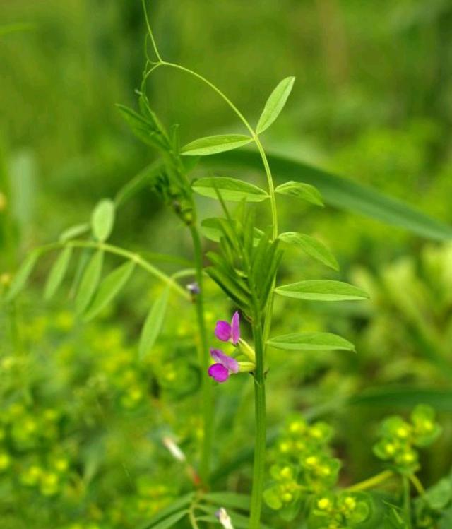 野菜有哪些