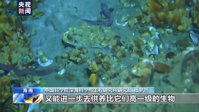 一问到底丨“深海勇士”号探秘深海冷泉区 都有哪些新发现？