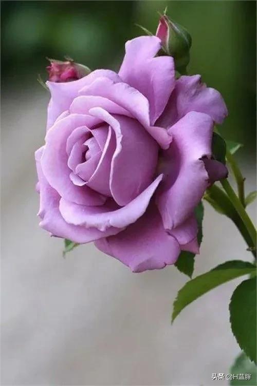 #鲜花的浪漫永不过时#