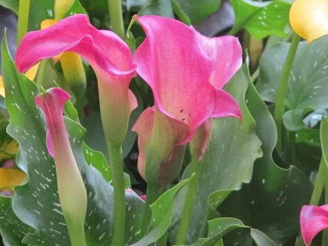 鲜花争艳，美景如画，令人心旷神怡