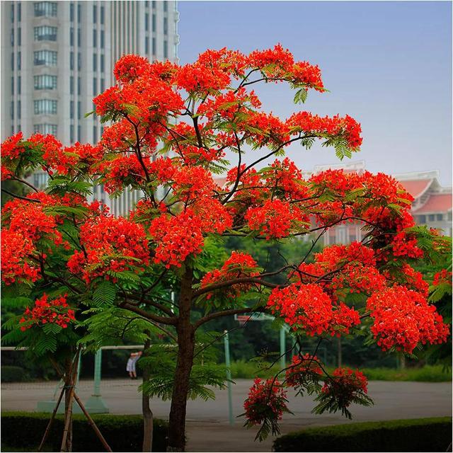 凤凰花花语 凤凰花花语（凤凰花花语与寓意） 生活