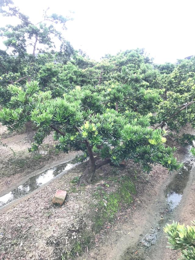 台湾罗汉松