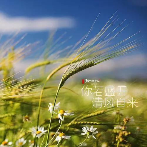 你若盛开，清风自来