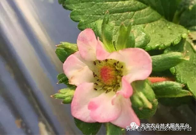 草莓软果、烂果严重怎么办？6