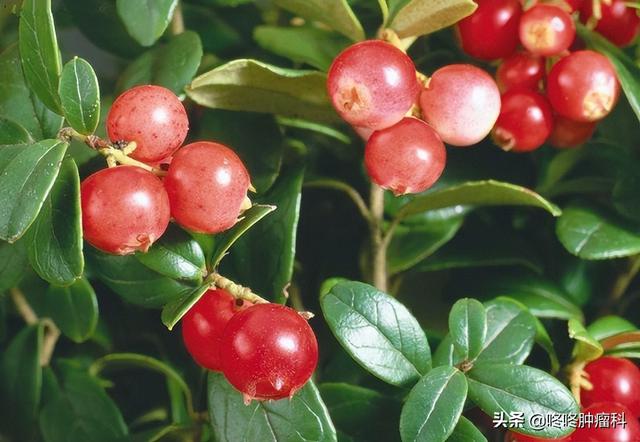 这个来自亚马逊流域的神奇水果，竟能强化抗癌药疗效？