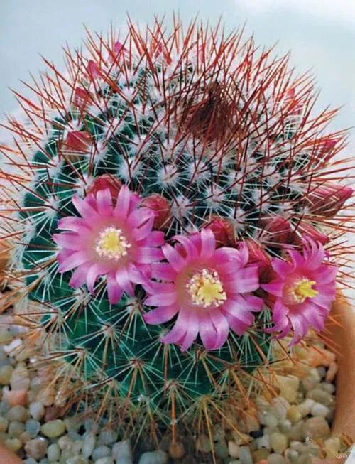 美花欣赏：仙人球开花，美不胜收