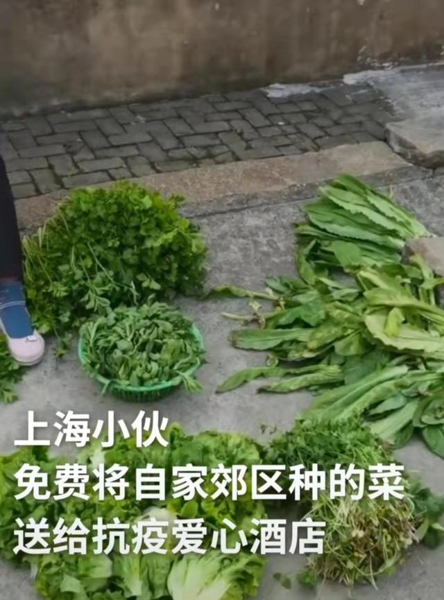 上海小伙薅光奶奶菜地送抗疫酒店