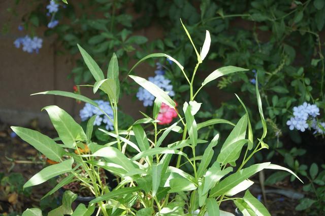 空心菜种植 空心菜种植（空心菜种植技术） 生活