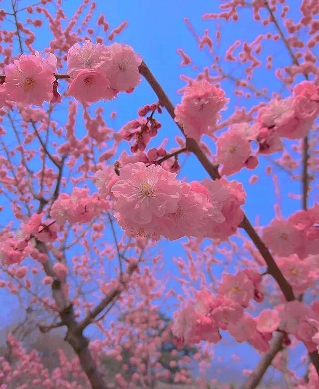 花是蓬勃的期许，是生命的礼遇，是春天的信使