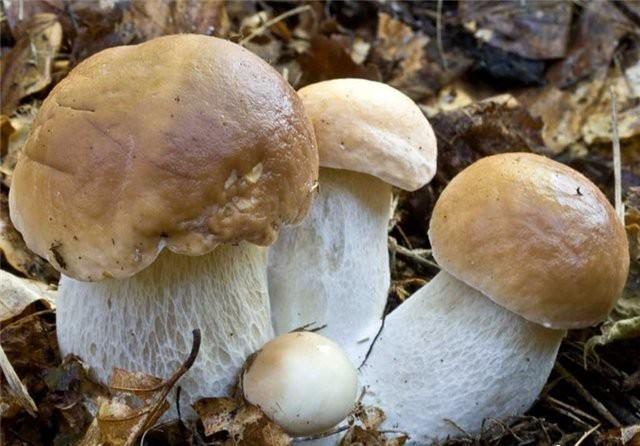 白牛肝菌别名美味牛肝菌,大脚菇,白牛肝,山乌茸,蘑菇,白牛头.