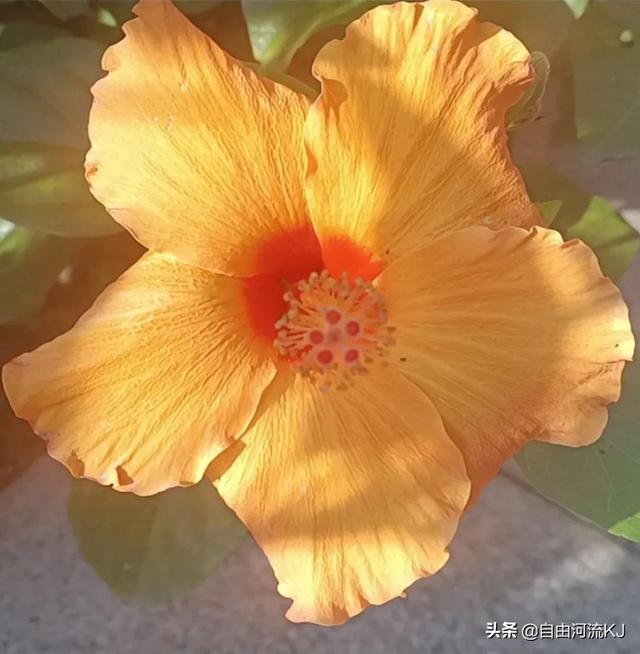 https://www.meipian.cn/56h4jzre