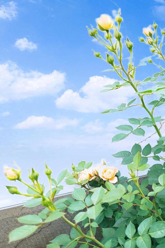 把无聊忘记心中充满阳光