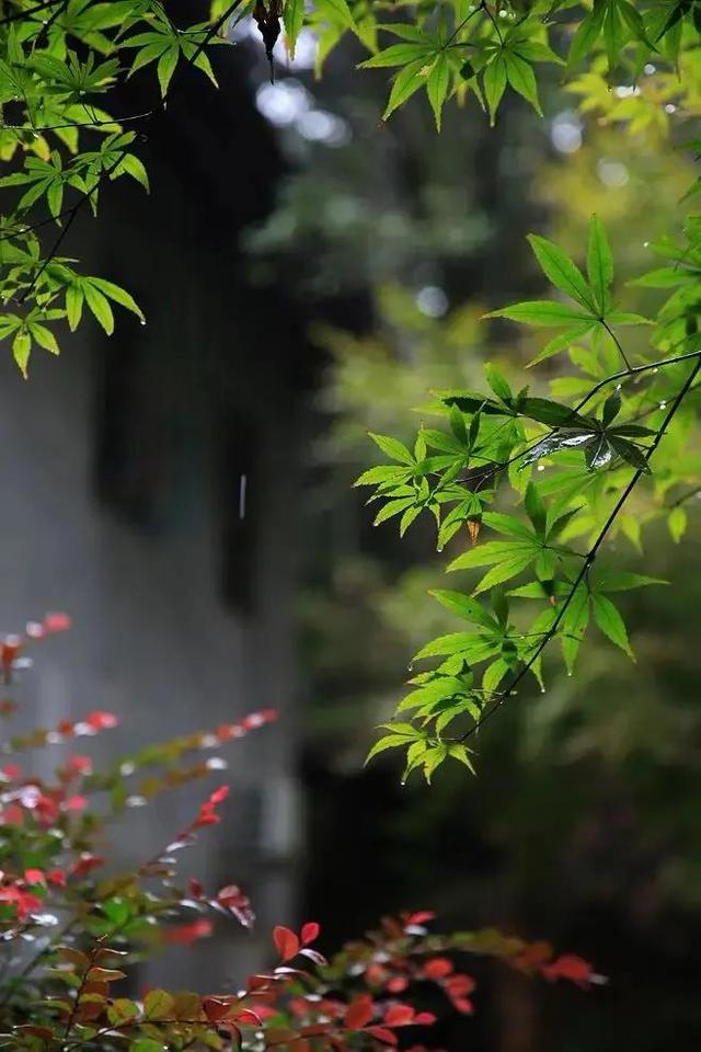 静夜听雨，雨的遐想