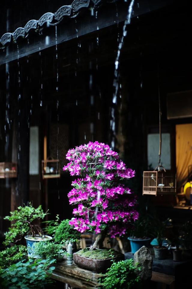 懂院子的人，一定懂生活