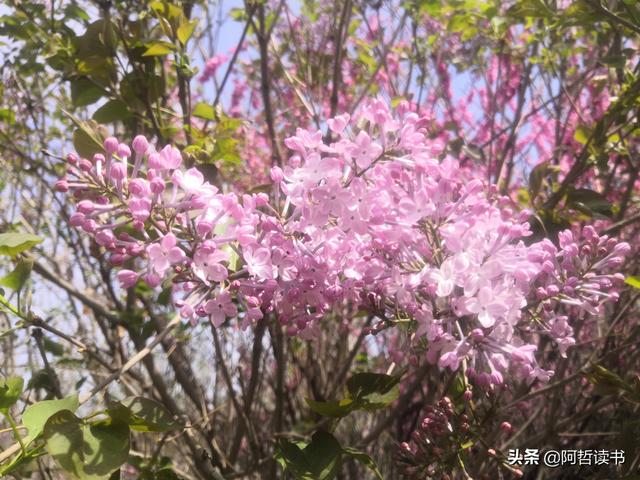 千千结里，暮春意徜徉，紫气更芬芳，丁香粉黛满城香