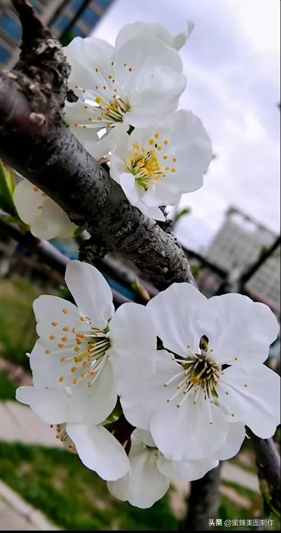 鲜花，因盛开而芬芳，因走过而醉人