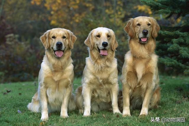 金毛寻回犬