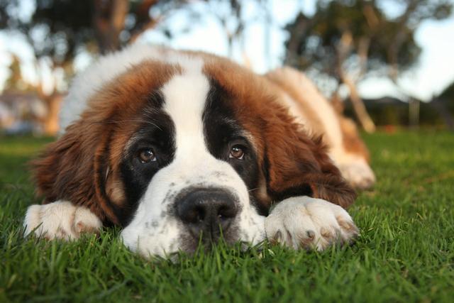 聖伯納犬圖片聖伯納犬圖片價格幼犬