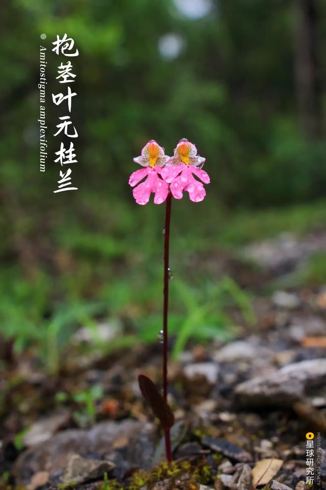 福建风化岩螺旋洗砂机多少钱