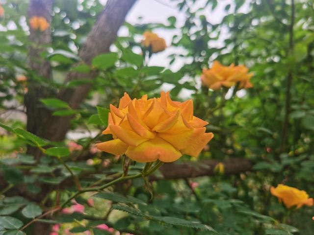 公园里月季花开，带着荣耀V30 Pro手机去打卡