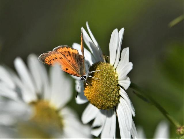 回顾春天百花争艳、招蜂引蝶图片大赏