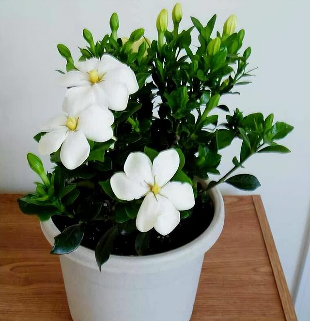 5月花 5月花  5月花开的唯美句子 生活