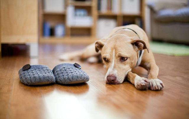 哈多利系博美犬多少钱 哈多利系博美犬多少钱（哈多利系博美犬） 动物