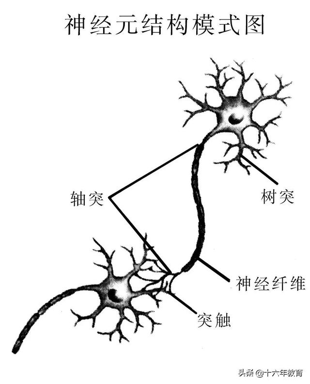 萨顿假说