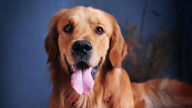 狗狗多大才会懂事(金毛多大开始听话懂事)-艾拉狗狗乐园